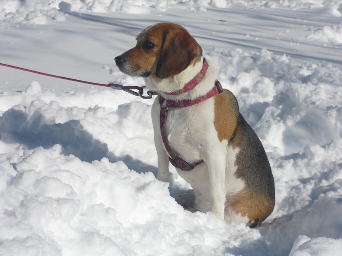 Bella the Beagle
