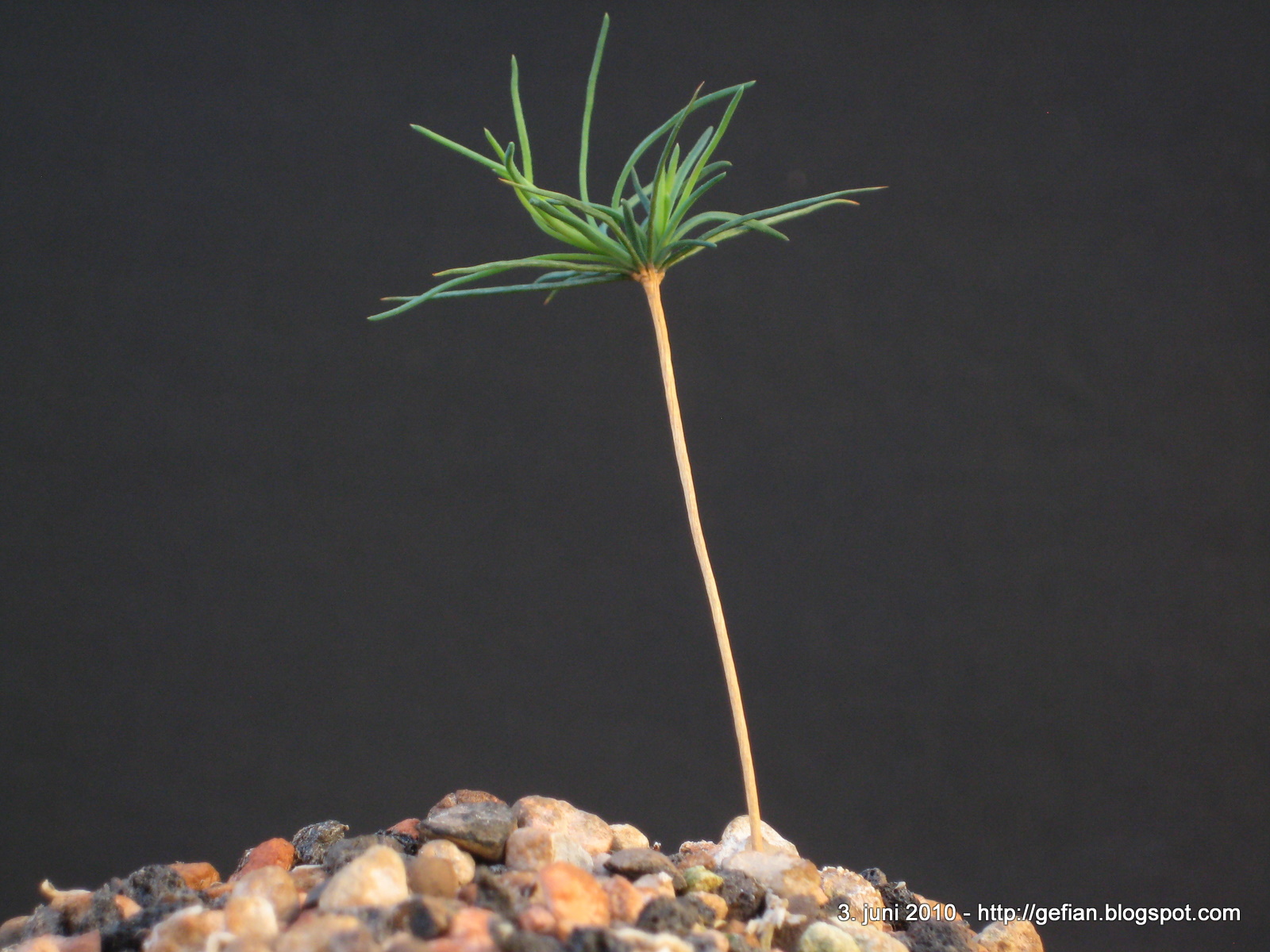 My Bonsai: More Seedlings