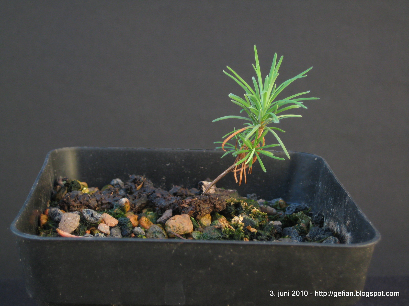 picture of pest control for bonsai tree seedlings