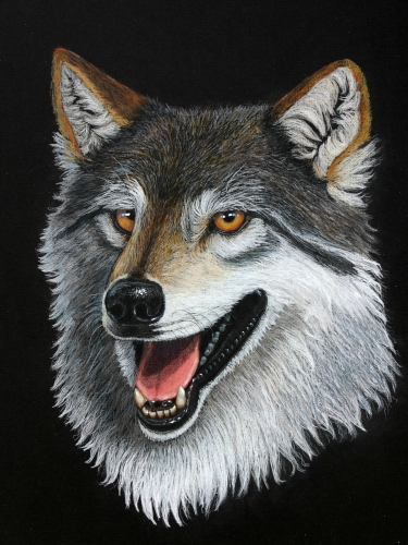 Portrait of Pet Wolf
