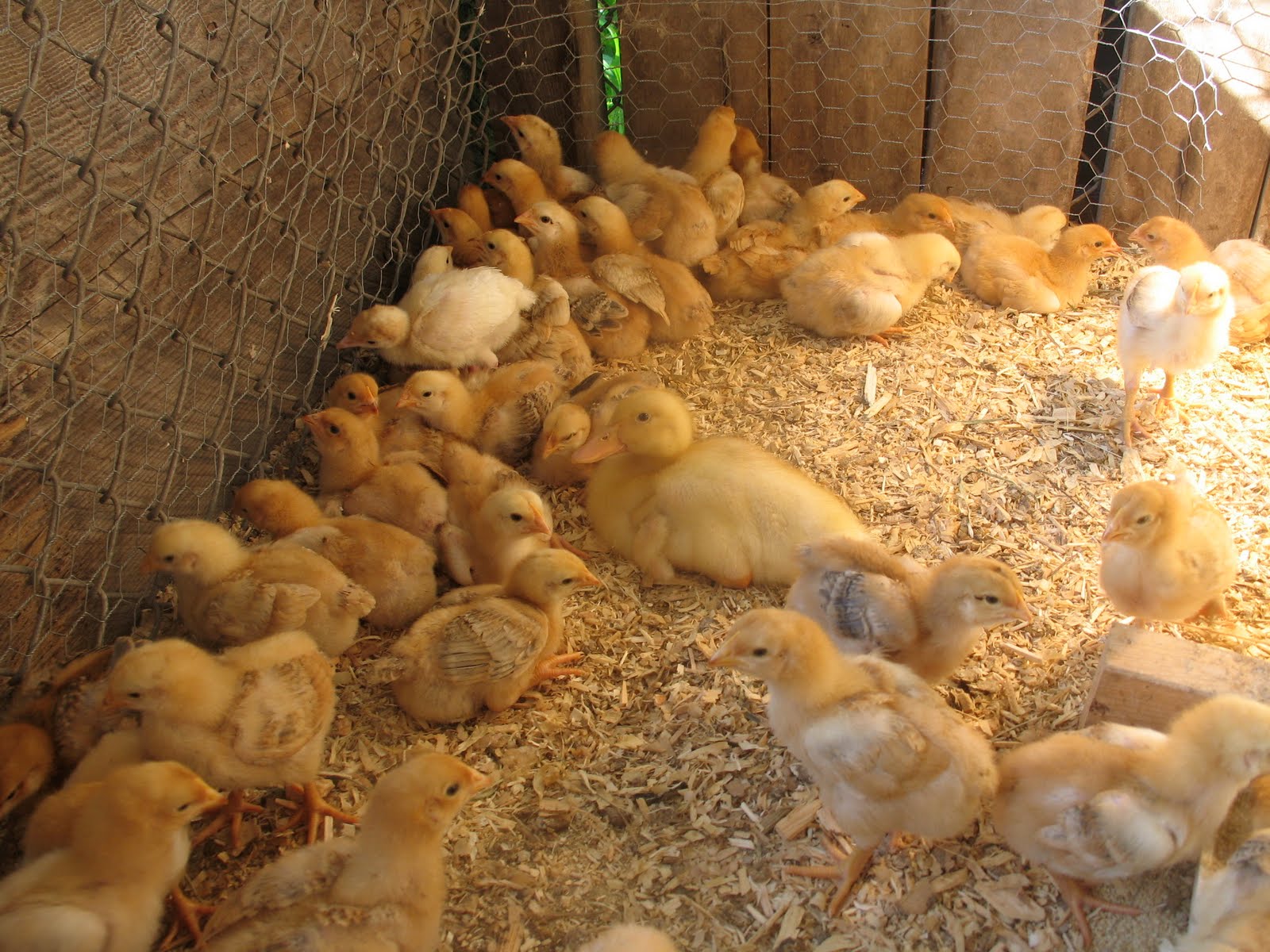 Our Mountain Farm Chicks Week 1