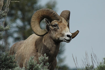 A bighorn sheep ram,