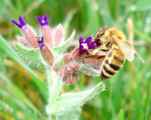 Anchusa officinalis - Ανχούσα