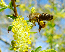 Salix alba - Ιτιά