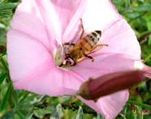 Convolvulus arvensis - Χωνάκι ροζ