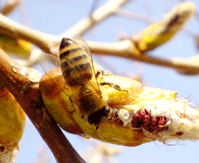 Populus nigra #italica# - Λεύκα