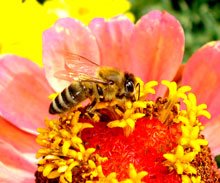 Zinnia elegans