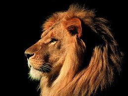 Random Animal Facts - A lion in the wild usually makes no more than twenty kills a year. 
