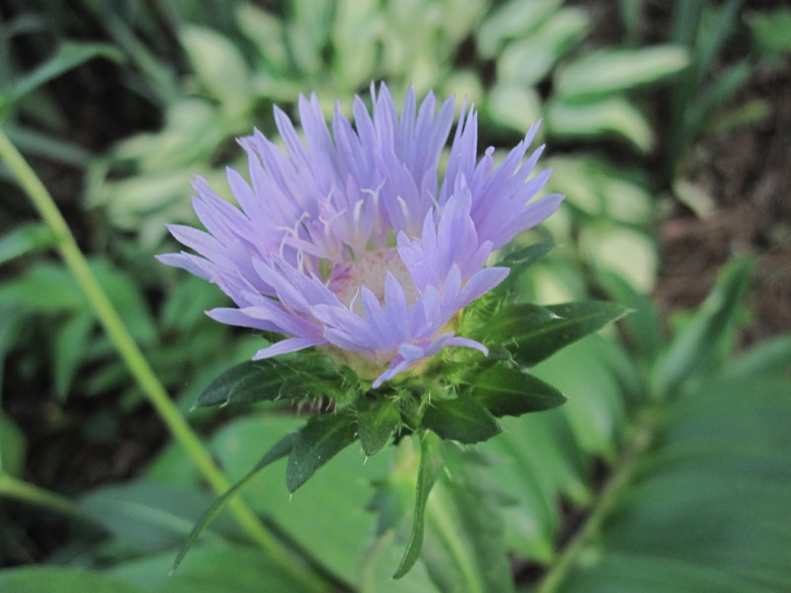 My Therapy Garden Blue Cone Flowers
