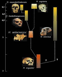 FUNDACIÓN ATAPUERCA