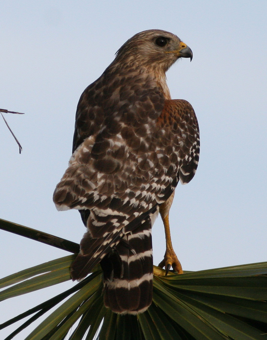 Mark James Pearson Florida, U.S.A birds of prey