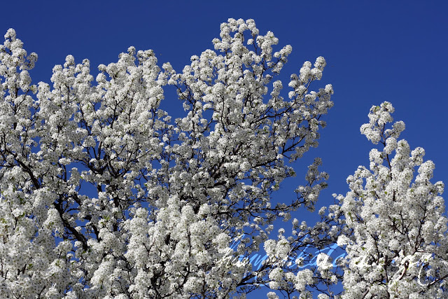 The Gaines Gang: Do you have a popcorn tree?