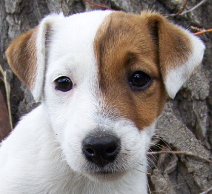 PUPPY CARE CENTER: Jack Russell Cute Puppies Puppy Care Center and The ...