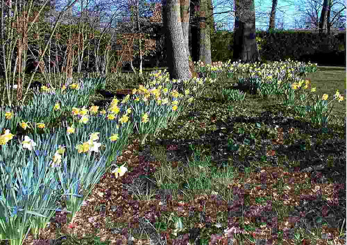 Les Jonquilles...