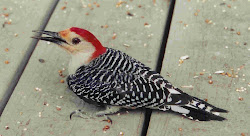 birds human pushed sticking story been