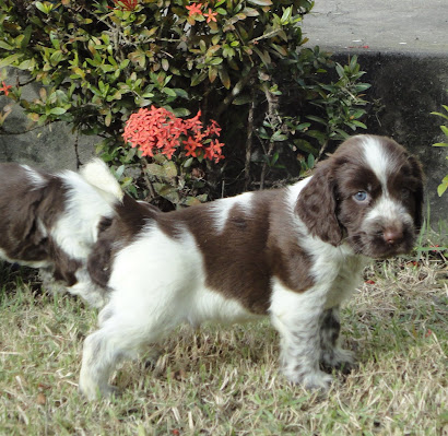 Canil The Grace's: Cocker Spaniel Inglês: TRUBLUES JANE AUSTEN E JAMES ...