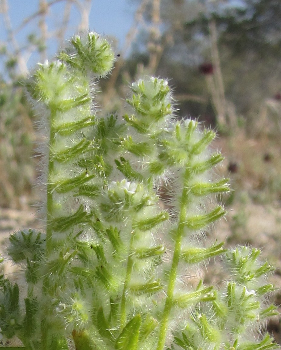 bearded-dragon-boarding-near-me-3