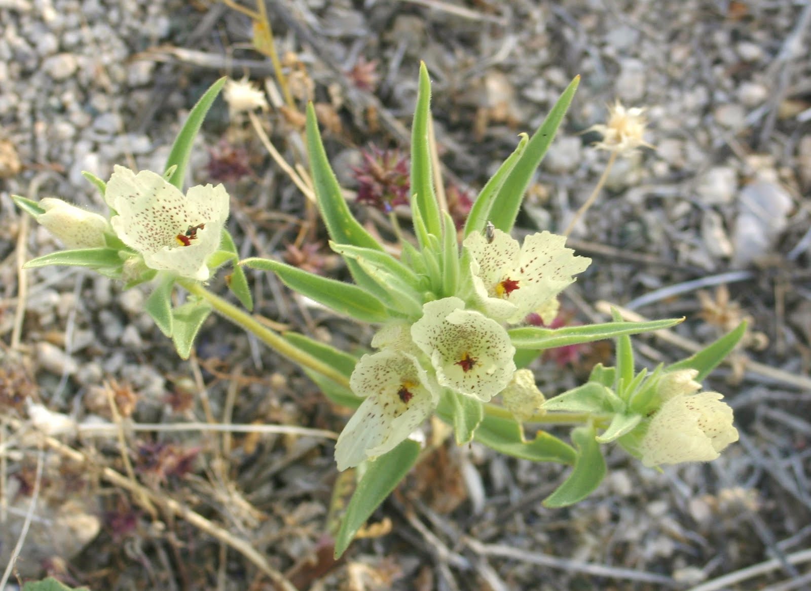 Cannundrums Ghost Flower or Mojave Flower