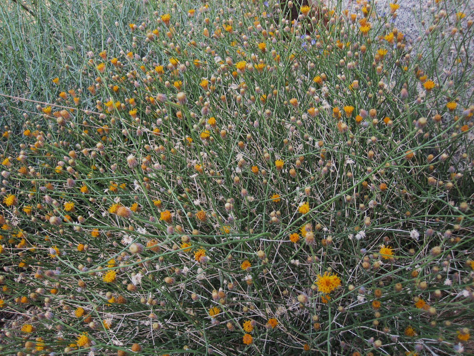 Cannundrums Button Brittlebush or Rayless Encelia
