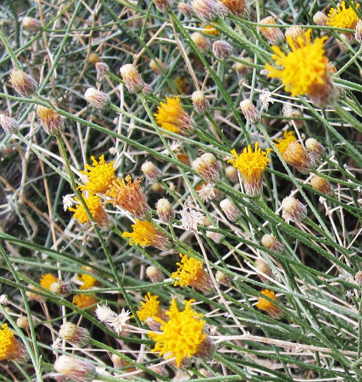 Cannundrums Button Brittlebush or Rayless Encelia