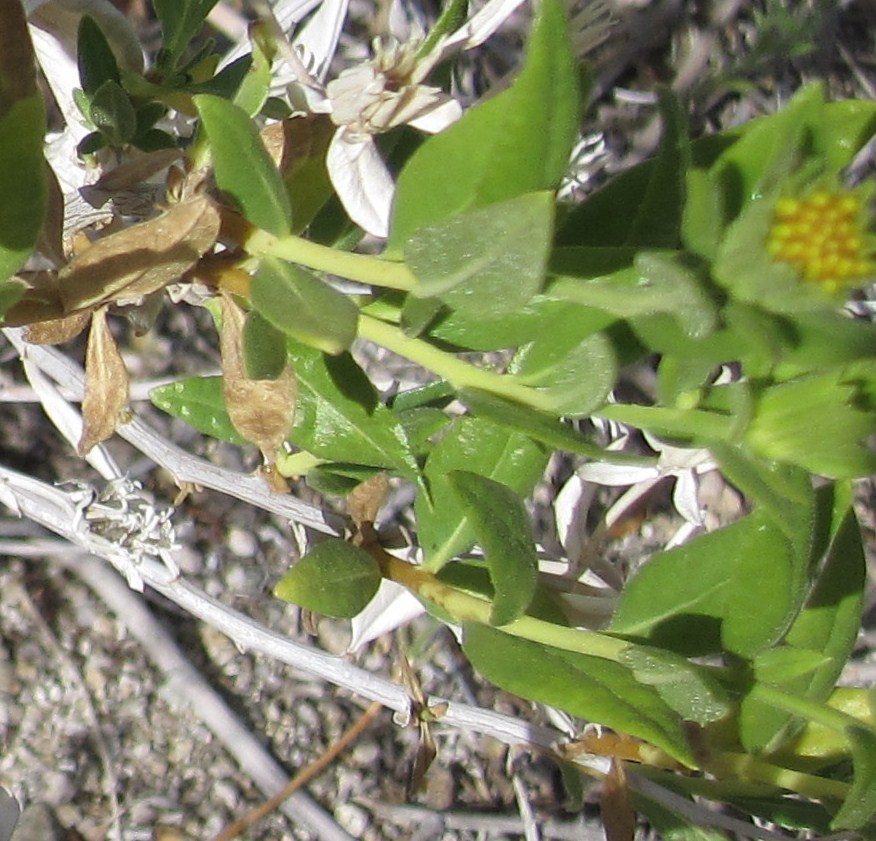 Cannundrums Virgin River Brittlebush