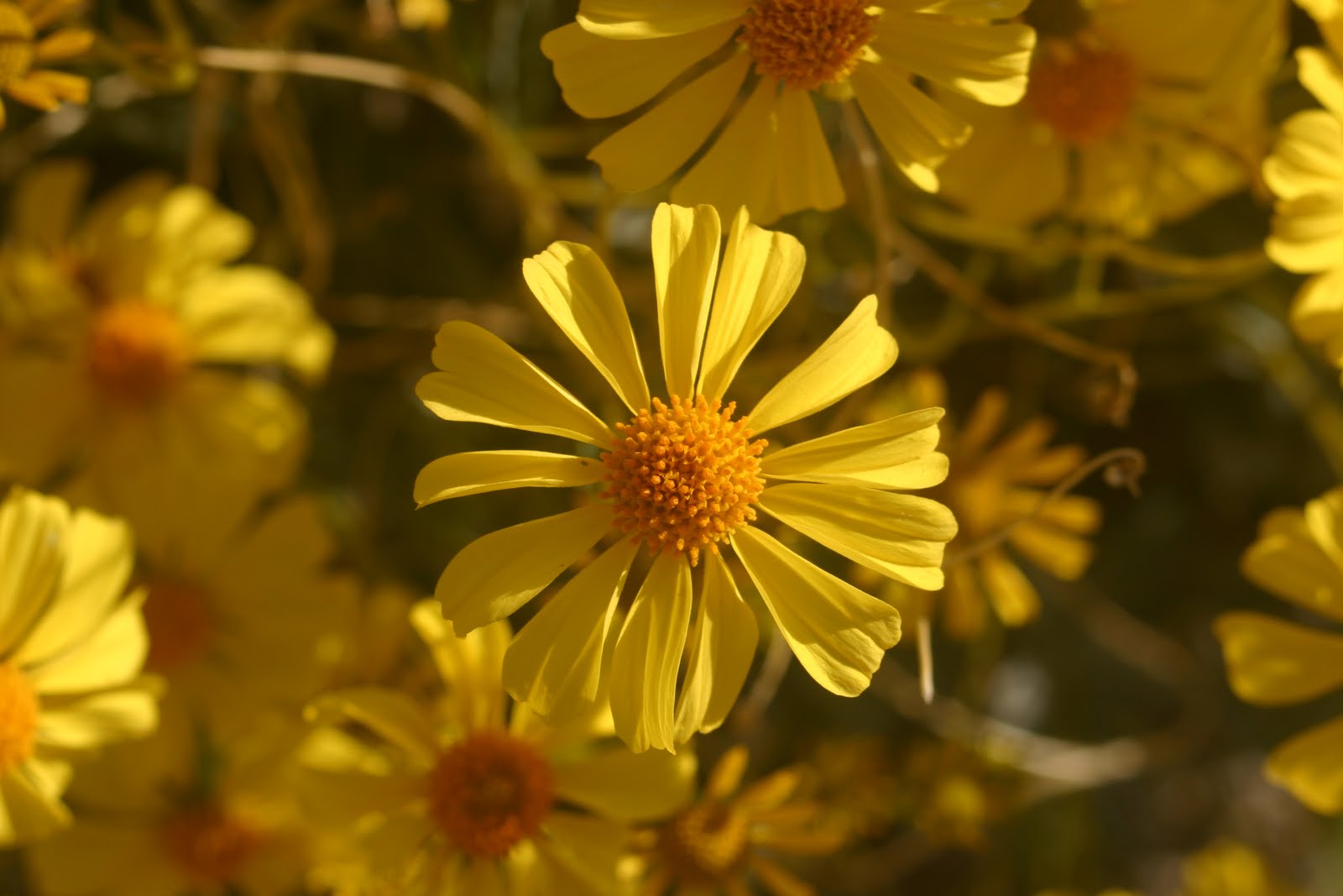 Cannundrums Virgin River Brittlebush