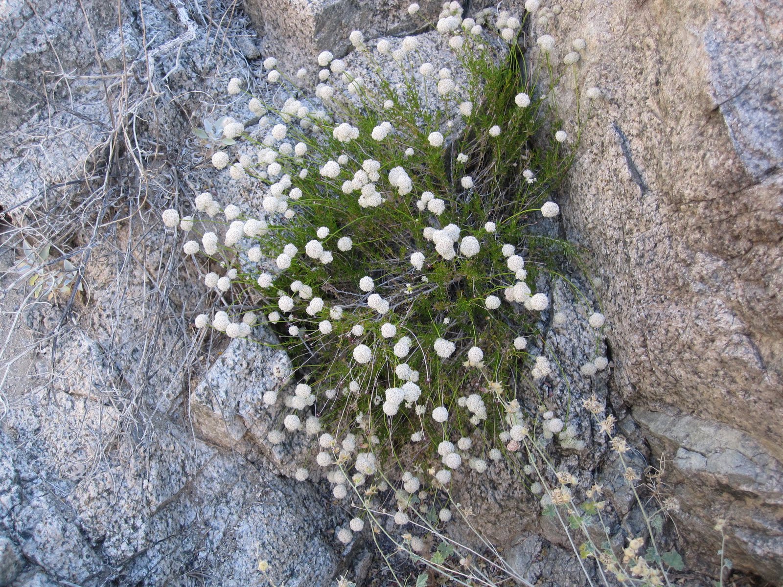 Cannundrums California Buckwheat or Eastern Mojave Buckwheat