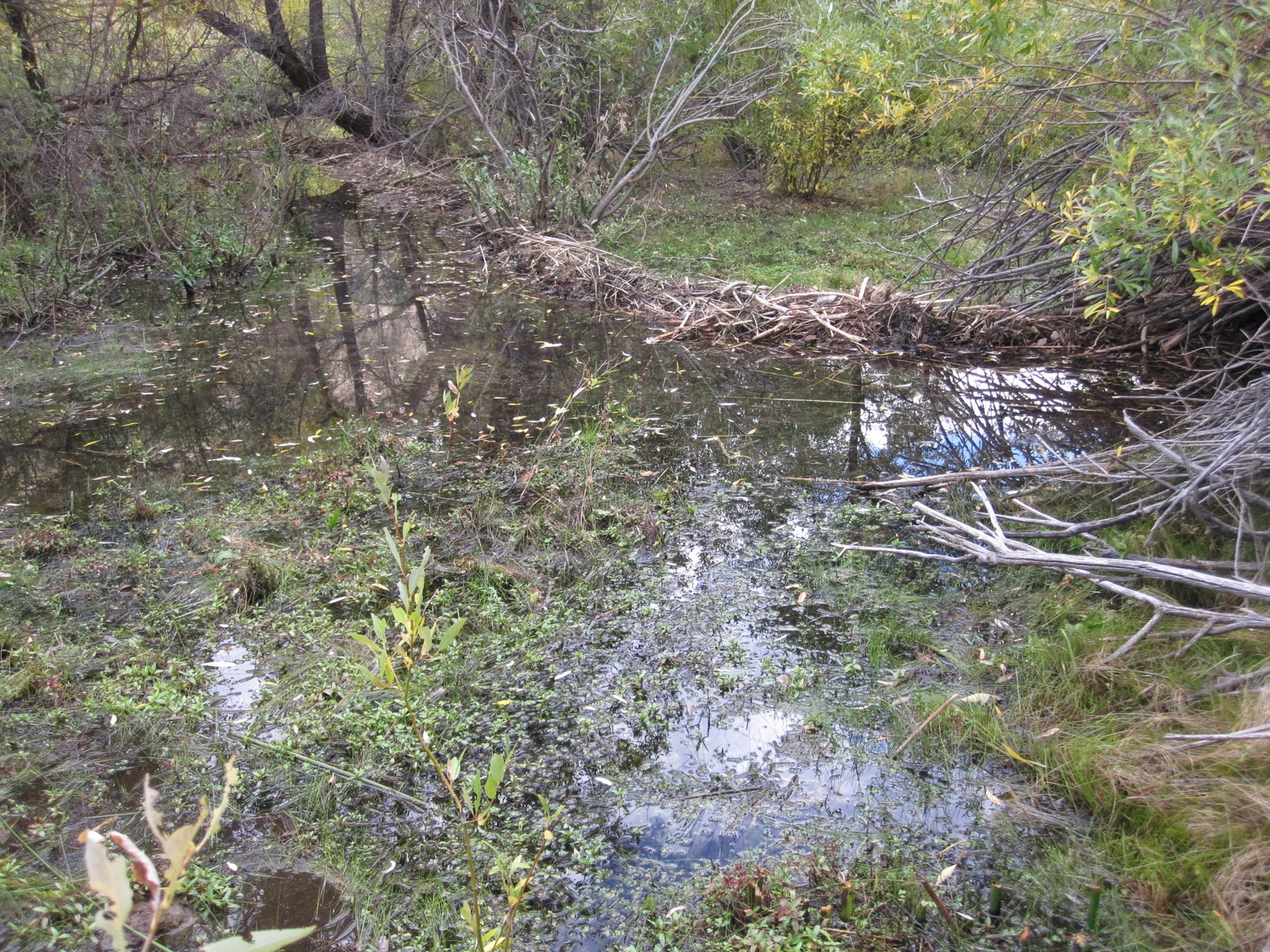 Cannundrums GQC Tunnel Springs to Beaver Dam Wash (above the Narrows)