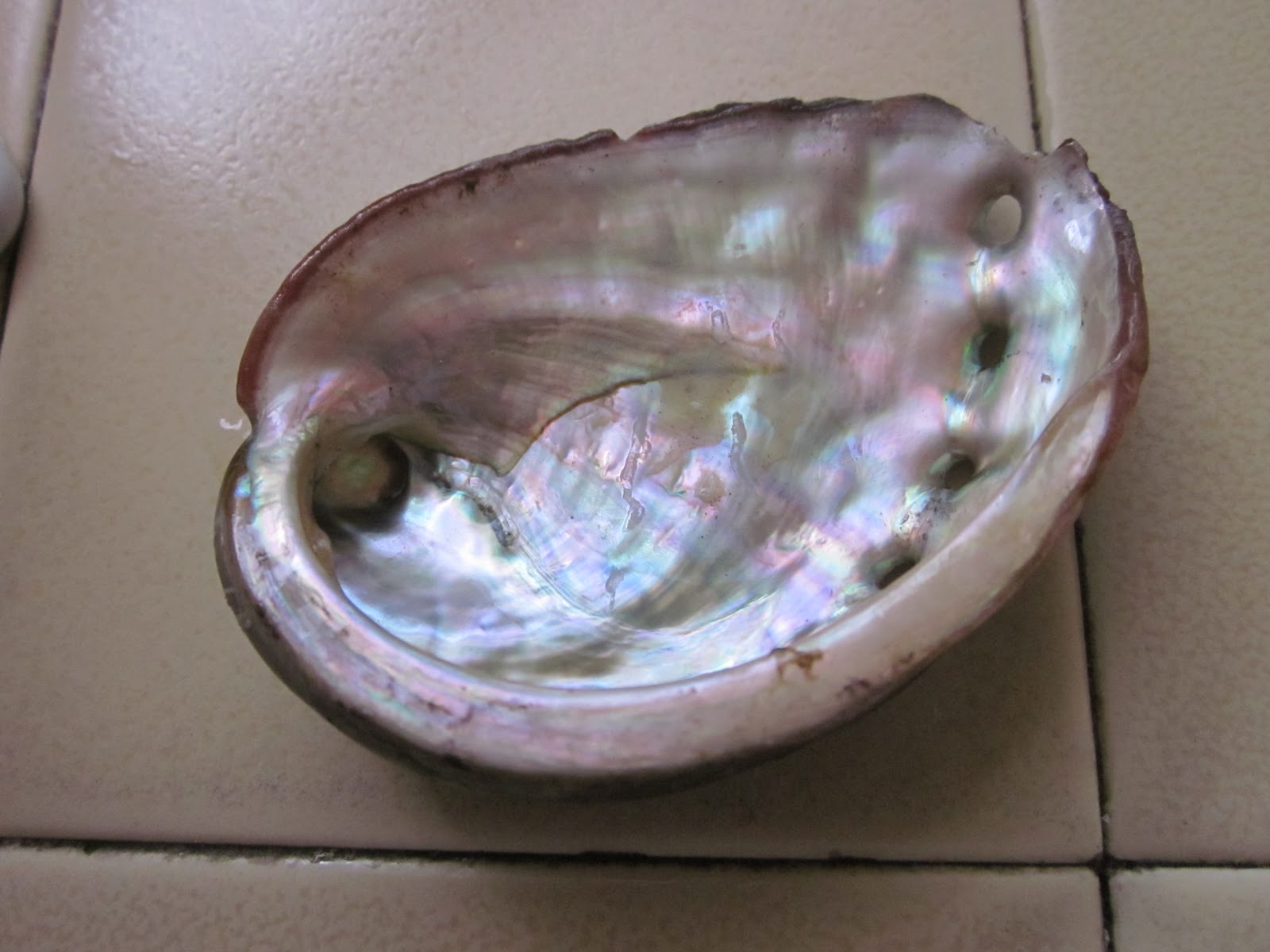 Cannundrums Abalone