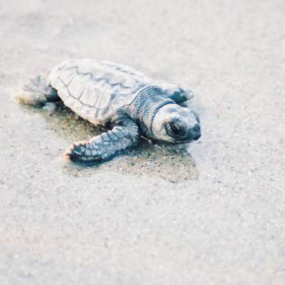 [pc-hm-turtle-l.jpg]