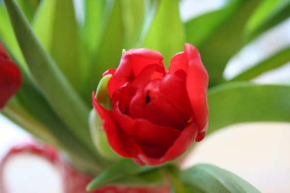 [tulips3.JPG]