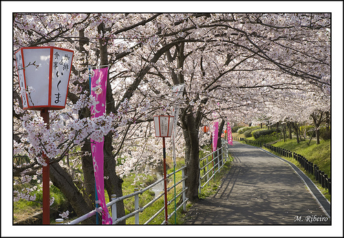 春の日本での