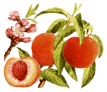 ΡΟΔΑΚΙΝΟ το χνούδι του Παράδεισου