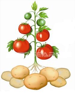 Η ιστορία της πατάτας και της ντομάτας