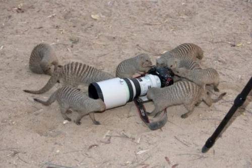 photographer, φωτογράφος,