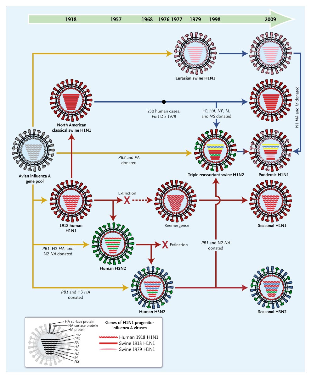 [linha_do_tempo_influenza.jpg]