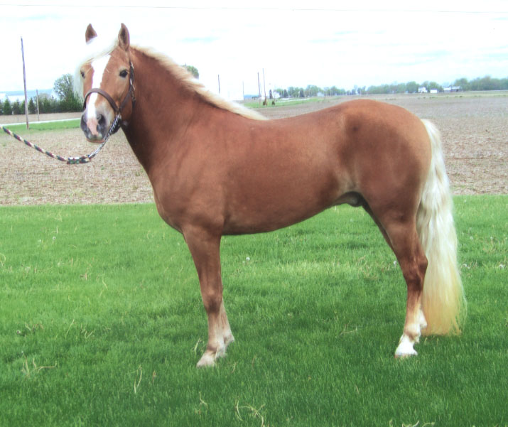 All About Horses information about the Black Forest Horse