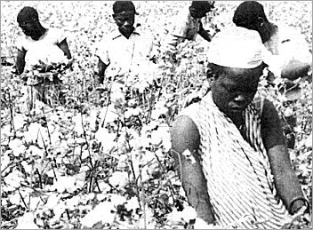 [Ang_colheita-de-algodao-colonial.jpg]