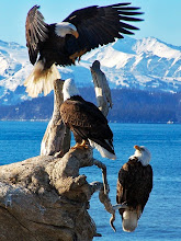 Eagles perch