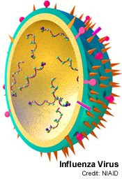 officials investigate how bird flu viruses were sent to unsuspecting labs