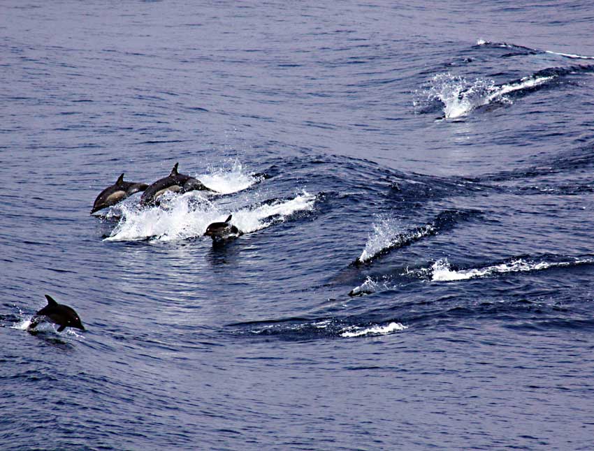 [ΔΕΛΦΙΝΙΑ.jpg]