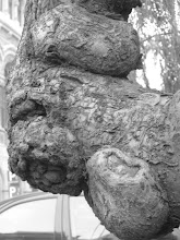 dendroepiderma...
