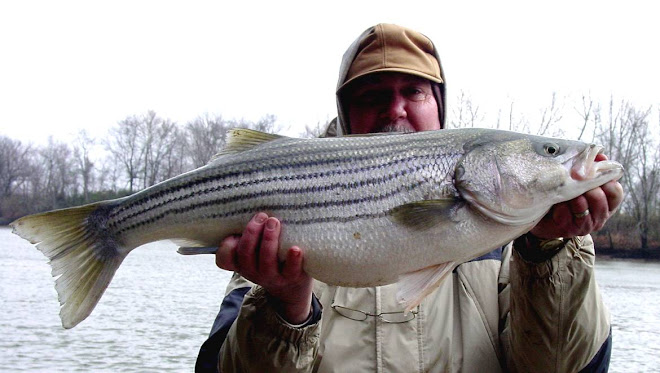 16 Pound Striper