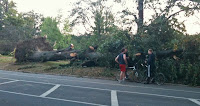 tornado damage-falen tree in park