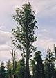 [trees.jpg]
