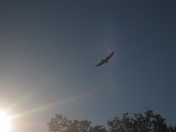 birds hike were evening eagles flying huge really around know there don they some