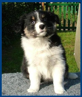 bryning border collies