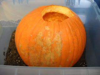 Mrs. Wood's Kindergarten Class: Inside of a Pumpkin