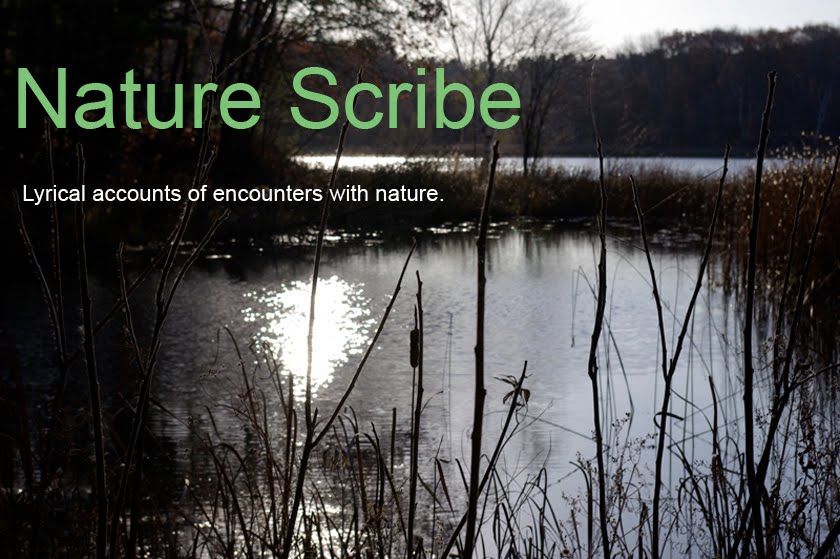 Nature Scribe