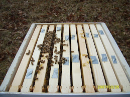 Top Brood Chamber